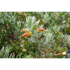 Image result for Geophila erythrocarpa