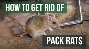How To Get Rid Of Pack Rats Solutions Pest Lawn