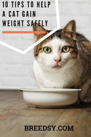 This calorie calculator estimates the number of calories needed each day to maintain, lose, or gain weight. Pin On Cats 24 7