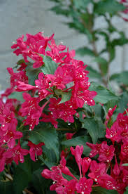Weigela sonic bloom® pink is an incredibly prolific reblooming weigela, beginning the season with a heavy flush in late spring and then continuing all sonic bloom® pink is a compact and very dense shrub, approximately 5 feet high and 5 feet wide, with brilliant rosy pink blooms in uncountable. Sonic Bloom Red Reblooming Weigela Weigela Florida Verweig 6 In Boston Hopkinton Chelmsford Hingham Middleborough Massachusetts Ma At Weston Nurseries