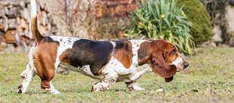 Basset Hound Dog Breed