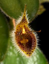 Image result for Bulbophyllum scaberulum
