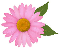 Pink Daisy Png Clipart Image Daisy Image Clip Art Flower Clipart