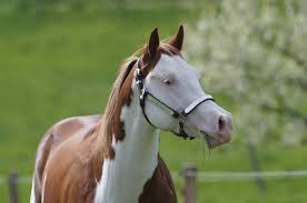 pin on steinsberg stallions