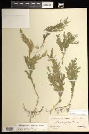 Image result for Selaginella cathedrifolia