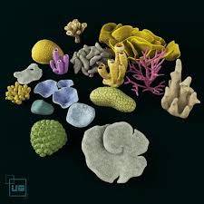 3d Model Coral C4d Obj 3ds Fbx Ma Lwo 86648