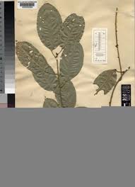 Image result for Albertisia delagoensis