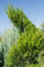 Image result for spiral cut juniper trees