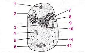 Animal cell structure and function quiz. Cell Structure Function Quiz Flashcards Quizlet