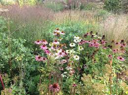 Pin On Piet Anja Oudolf S Garden Hummelo Netherlands Saturday 21 September 2013
