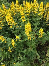 Yellow flowers and likes the open forest. Garden Answers Plant Identification Hardy Perennials Yellow Perennials Perennial Plants