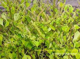 Image result for Basilicum polystachyon