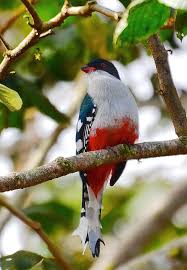 Cuban Trogon World S Most Fascinating Bird Charismatic Planet Bird Cuban Culture Bird Species