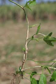 Image result for Pycreus mundtii