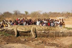 Buaya ini yang dari spesies crocodylus porosus berukuran 20 kaki panjang dan mempunyai jalur putih di belakang badannya. 11 Buaya Terbesar Di Dunia Yang Menghebohkan Sepanjang Sejarah