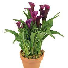 Night Cap Calla Lily Lily Plants Black Calla Lily