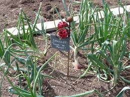Transplants should show new growth after 4 weeks of 50 degree f weather. Growing Shallots Insteading