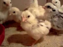 Anak Ayam Kate Baru Netas Youtube