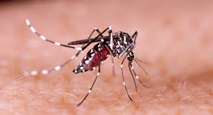 Image result for mosquito bite
