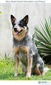 Pin On Cat Dog Breeds