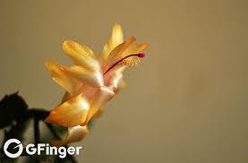 Is epsom salt effective in treating acne? Care Tips For Christmas Cactus Andy Garden Manage Gfinger Es La App De Jardineria Mas Profesional