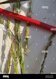 Image result for Oryza longistaminata