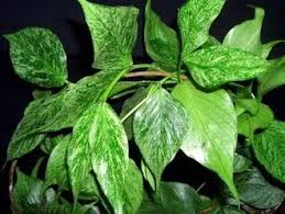 Image result for Ochna polyneura