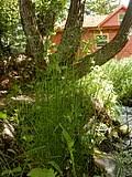 Image result for Poa schimperiana