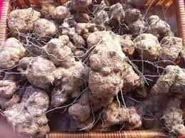 Ubi jaga merupakan sejenis herba memanjat yang mempunyai batang yang mudah lentur tetapi kuat , berwarna hijau gelap. Ubi Jaga Similax Myosofiflora Rohmatnyeeherbs Com