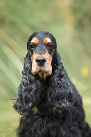 See ridgewood kennels cocker spaniel puppies for sale below! Spaniel Cocker Breeds A To Z The Kennel Club