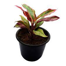 Aglaonema is also known as. Aglaonema Red Lipstick Siam Aurora Buy Online Trivandrum Gardentech