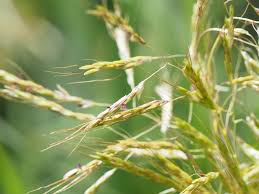 Image result for Capillipedium