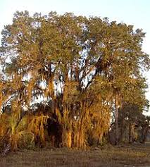 Get directions & see larger map. Live Oak Wikipedia