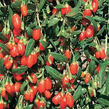 We started with a 12 ha goji plantation in the south of spain where we planted more than 40,000 goji plants. Goji Berry Gurney S Seed Nursery Co