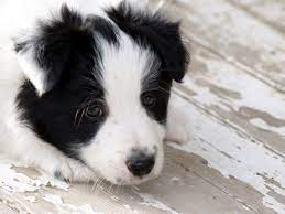 Free Download Border Collie Puppies Wallpaper Border Collie Mix Puppies 989x742 For Your Desktop Mobile Tablet Explore 49 Dog Wallpaper Borders Sale Dog Wallpaper For Walls Hunting Dog Wallpaper