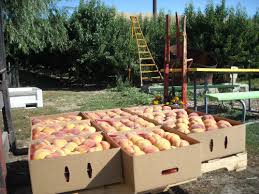 Explore other popular food spots near you from over 7 million businesses with over 142 million reviews and opinions from yelpers. Best U Pick Peaches In Washington Cbs Seattle