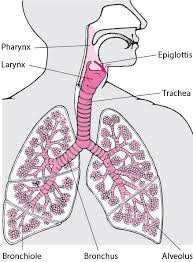 The main organs are the lungs, which work in concert with the cardiovascular system. Overview Of The Respiratory System Lung And Airway Disorders Msd Manual Consumer Version