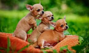 For example, if your puppy weighs 20 pounds at 14 weeks multiple 20 by 2 to get 40 pounds. The Most Comprehensive Chihuahua Growth Chart You Ll Ever Need K9 Web