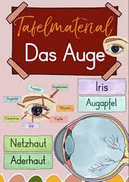 Das Auge Tafelmaterial Auge Von Aussen Innen Sachunterricht Gestalten Klassenzimmer Gestalten Grundschule Grundschule