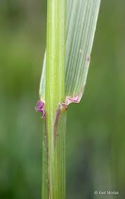 Image result for Festuca chodatiana