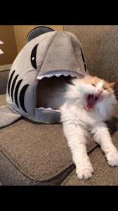Psbattle This Cat In A Shark Toy Funny Cat Memes Funny Cat Compilation Funny Animal Memes