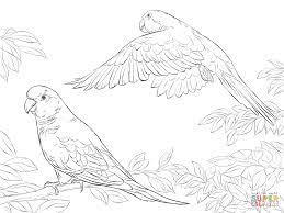 Two Quaker Parrots Coloring Page Supercoloring Com Bird Coloring Pages Animal Coloring Pages Bird Drawings