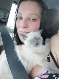 Introduction to a new ragdoll cat