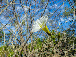 Image result for Ipomoea intrapilosa