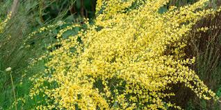 La forsythia è una delle prime piante a fiorire a marzo: Ginestra Fiorita In Giardino Cure E Potatura Cose Di Casa