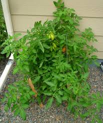 Image result for tomato San Marzano
