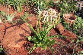 Image result for Crinum buphanoides