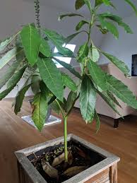 This can range from 4m high with low branches and a broadly spreading crown to over 10m with a it's important that you select trees that are appropriate for your particular climate zone. How Long Does It Take For An Avocado Tree To Bear Fruit Avocado Tree Avocado Plant Avocado Seed Growing