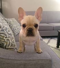 Get a boxer, husky, german shepherd, pug, and more on kijiji, canada's #1 local classifieds. French Bulldog Puppies For Sale In Az Dogs Breeds And Everything About Our Best Friends