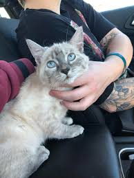 Jul 28, 2009 · r/ark: How Many Cats Do I Need To Get Before I M Officially A Cat Lady Welcome To The Family Ashes 3 Cats